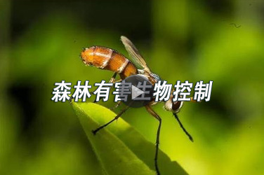 广东省林业工程继续教育专业课《森林有害生物控制》