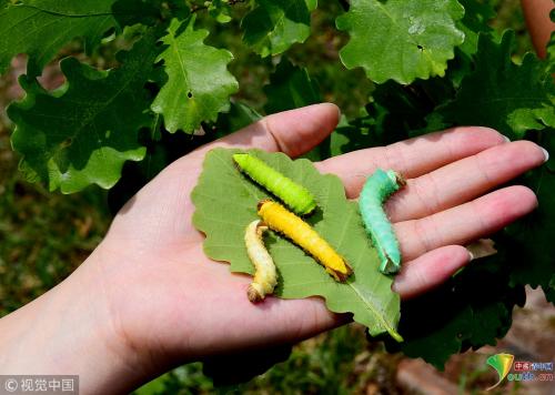 广东省农业专业技术人员继续教育专业课《生物多样性》