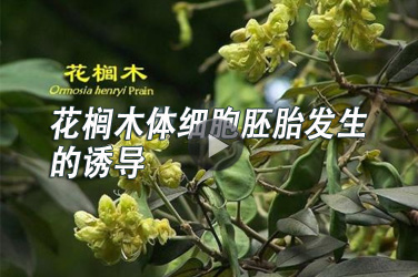 农业行业继续教育专业科目《花榈木体细胞胚胎发生的诱导》