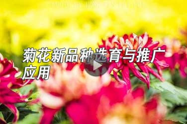 广东省农业专业技术人员继续教育专业课《菊花新品种选育与推广应用》