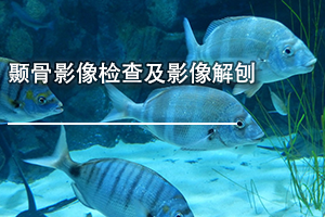 广东省医疗器械、医药技术继续教育专业课《颞骨影像检查及影像解刨》